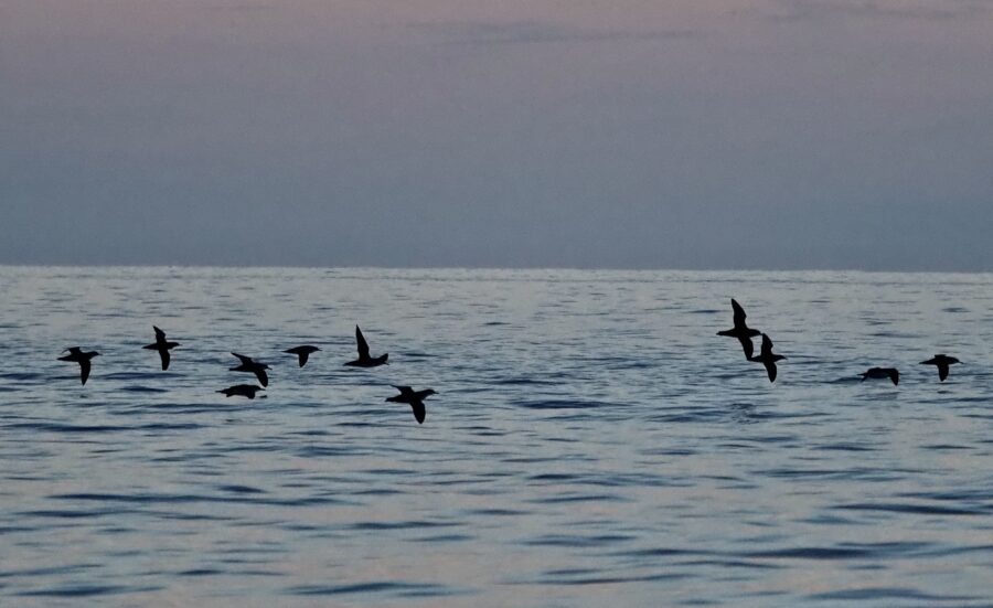 Breeding of endangered birds disrupted by shipping activity