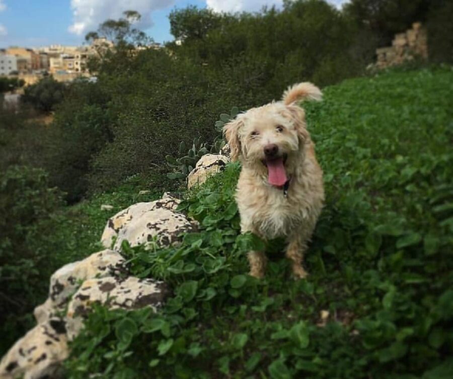 5 things I learnt from my dog