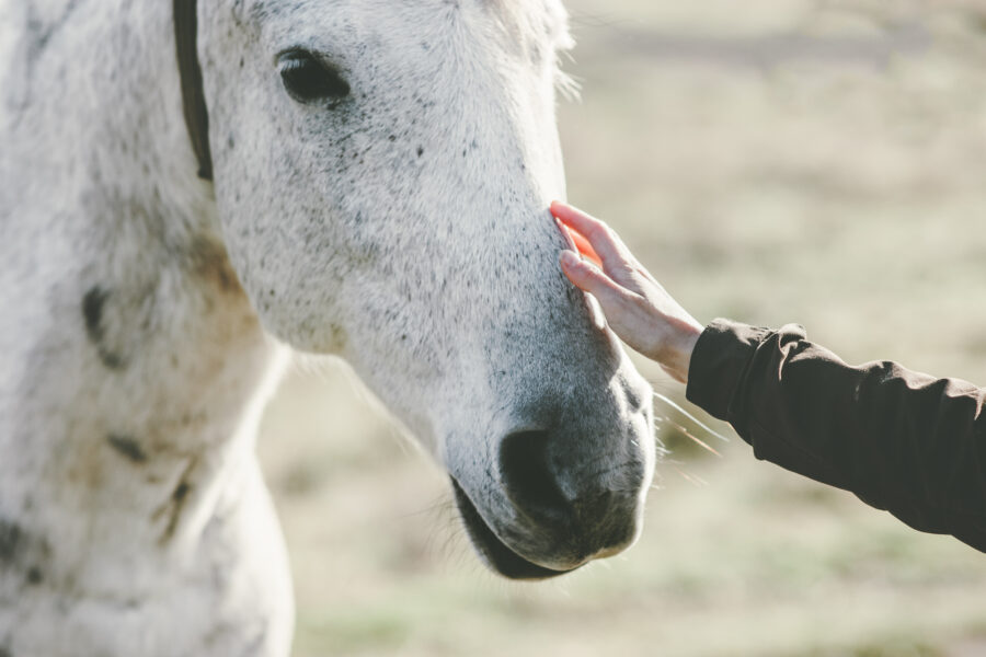 Spotlight on animals: horse rescues