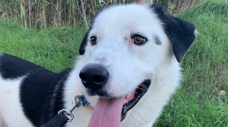 Spotlight on animals: Jimmy gets his fairytale ending
