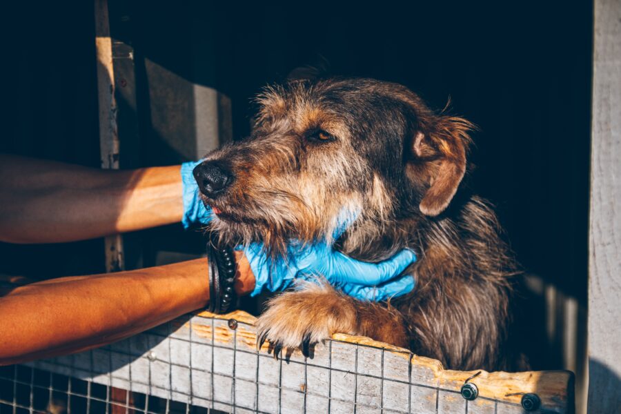 Spotlight on animals: top reasons to adopt