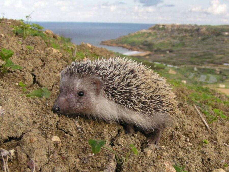 Spiky but loveable: how you can help save the hedgehog
