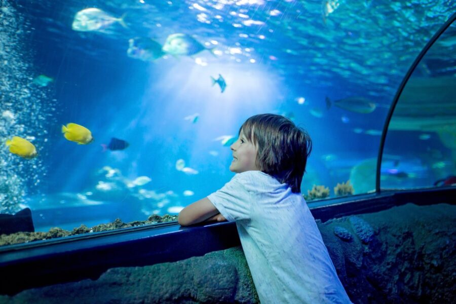 Children to learn about the oceans in next Kids Dig Science event