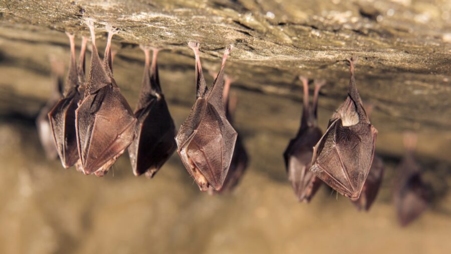 Spot the night creatures at Foresta 2000