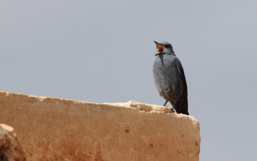 Tuning in to nature: how noise is affecting wildlife