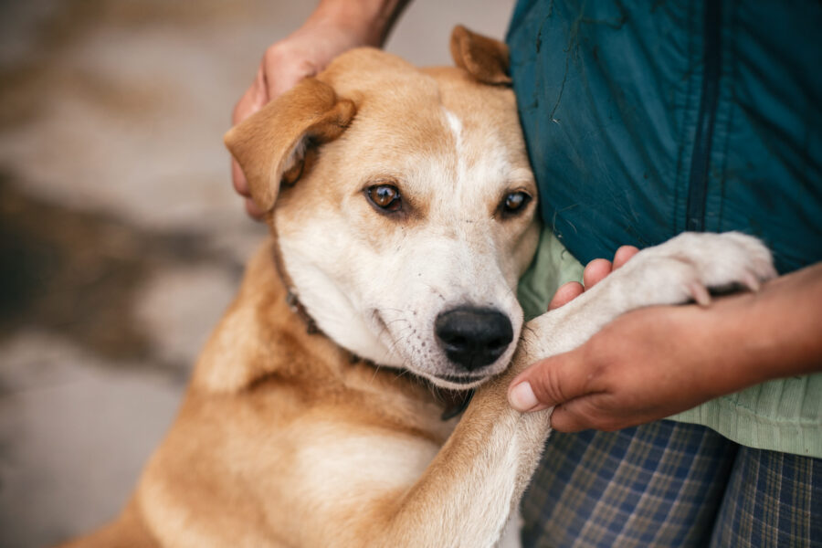 5 myths about pet adoption busted
